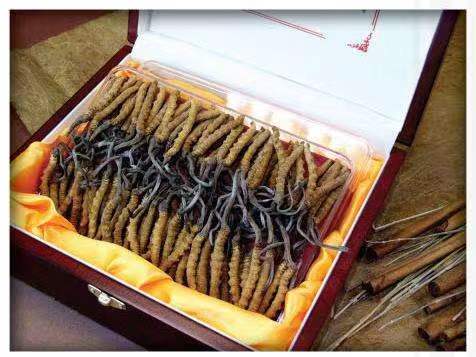 英德冬虫夏草回收